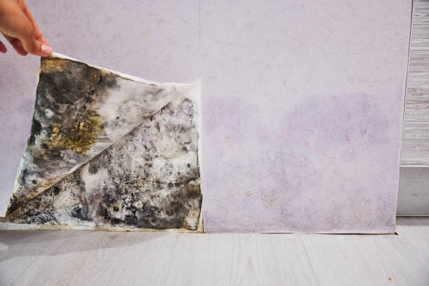 Best Attic Mold Removal  in Ripon, CA